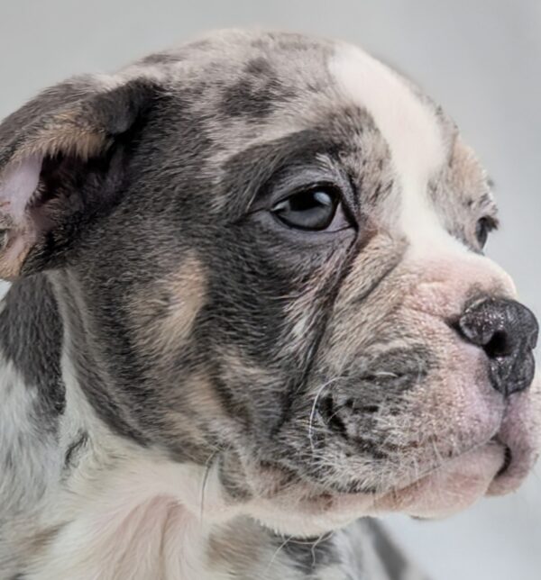 [#253212-04]  - Blue Merle / White M Beabull 2nd Gen Puppies For Sale