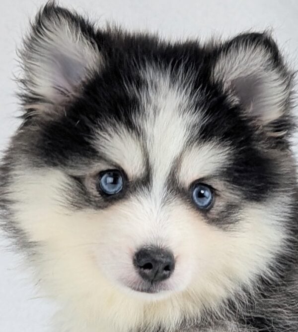 [#253134-07]  - Gray / White F Pomsky Puppies For Sale