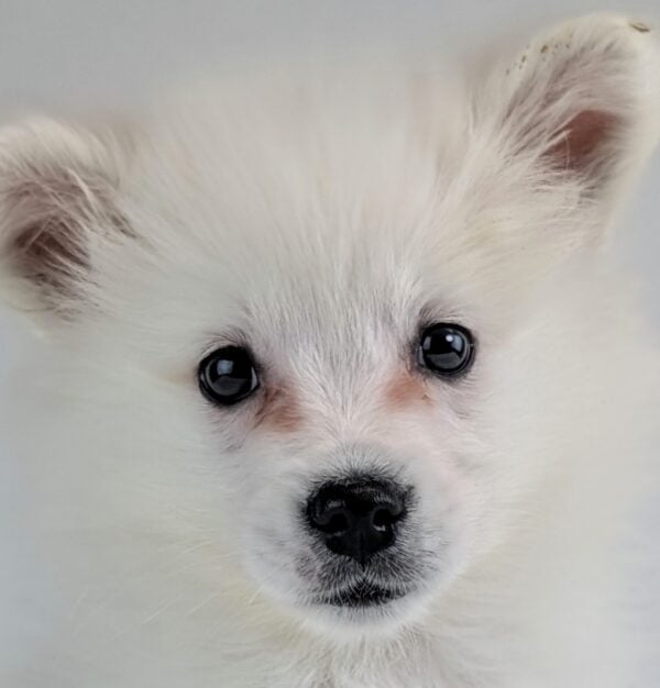 [#253373-04]  - White F American Eskimo Dog Puppies For Sale