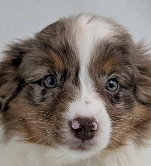 [#253247-05]  - Red Merle F Miniature Australian Shepherd Puppies For Sale