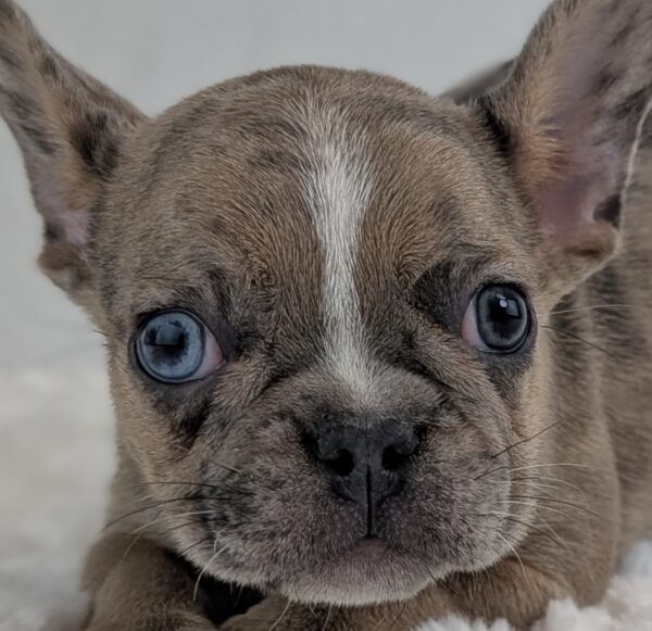 [#253211-01]  - Blue Merle M French Bulldog Puppies For Sale