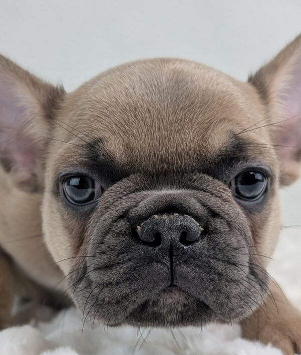 [#253219-01]  - Blue Fawn M French Bulldog Puppies For Sale