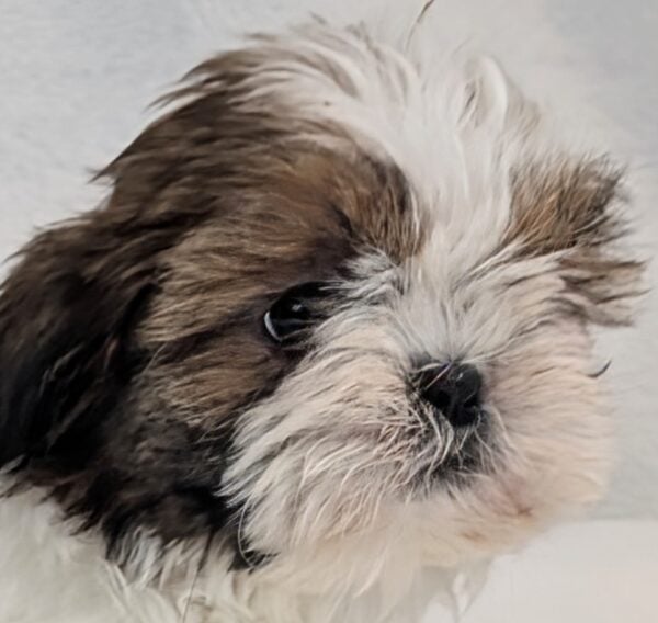 [#992000003490857]  - White / Brown Male Shih Tzu Dog
