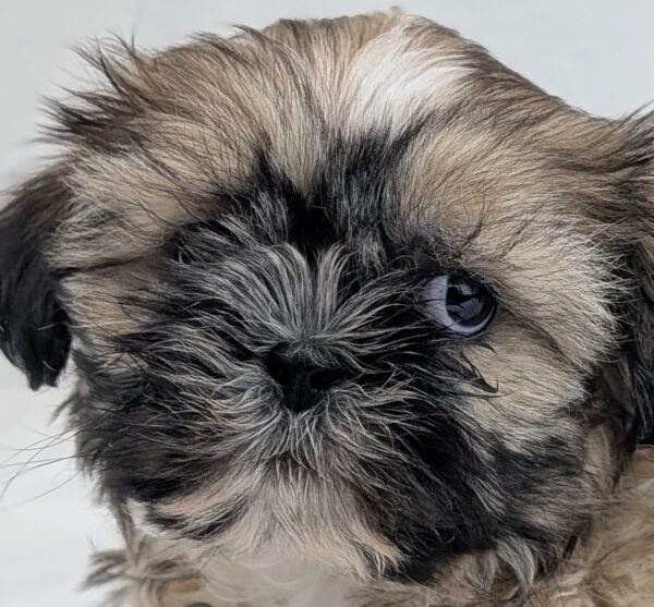 [#992000003490769]  - White / Brown Male Shih Tzu Dog