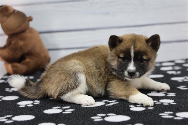 [#253283-08]  - Red Sesame F Shiba Inu Puppies For Sale