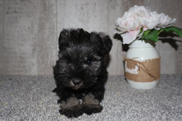 [#253506-03]  - Salt / Pepper F Miniature Schnauzer Puppies For Sale