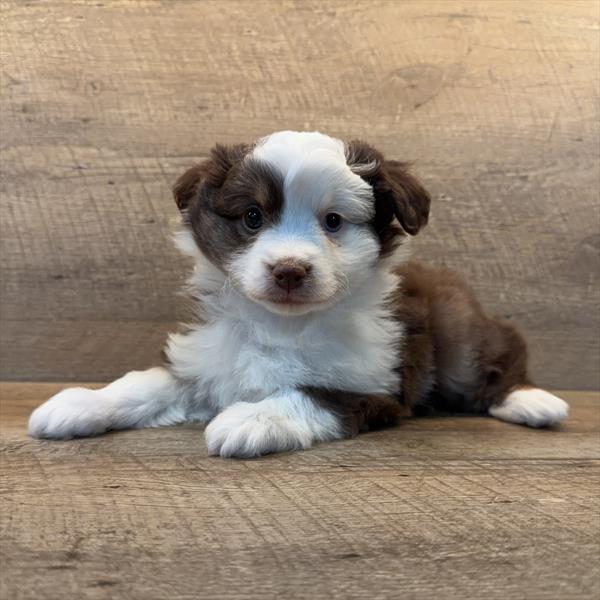 [#253315-03]  - Red F Miniature Australian Shepherd Puppies For Sale