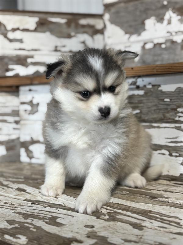 [#253393-01]  - Black Sable M Pomsky Puppies For Sale