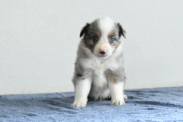 [#253446-03]  - Blue Merle M Miniature Australian Shepherd Puppies For Sale