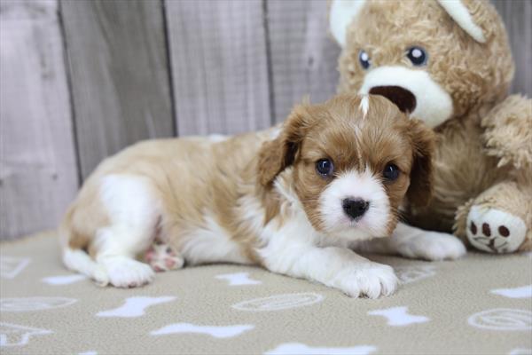 [#253493-04]  - Blenheim F Cavalier King Charles Spaniel Puppies For Sale