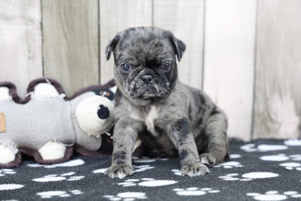 [#253492-06]  - Blue Merle F Pug Puppies For Sale