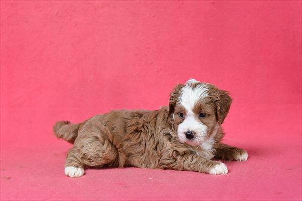 [#253690-10]  - Red / White F Goldendoodle Mini 2nd Gen Puppies For Sale