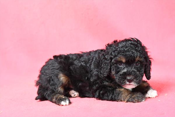 [#253691-06]  - Black M Goldendoodle Mini 2nd Gen Puppies For Sale
