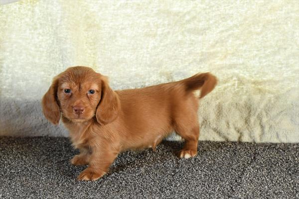 [#253532-01]  - Red M Dachshund Puppies For Sale