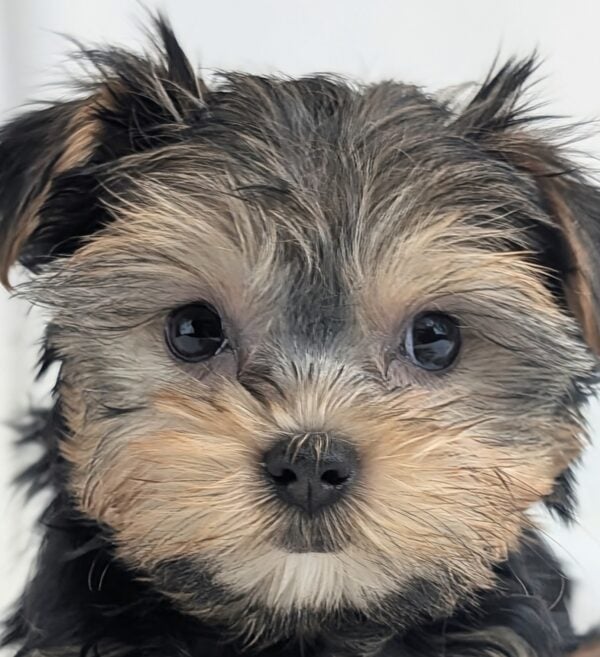[#253273-03]  - Black / Tan F Pomeranian/Yorkie Puppies For Sale
