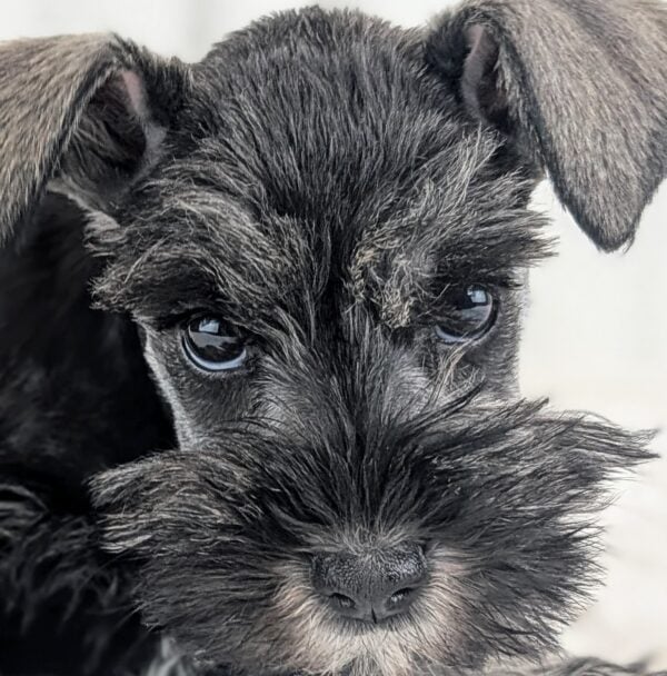 [#253506-03]  - Salt / Pepper F Miniature Schnauzer Puppies For Sale