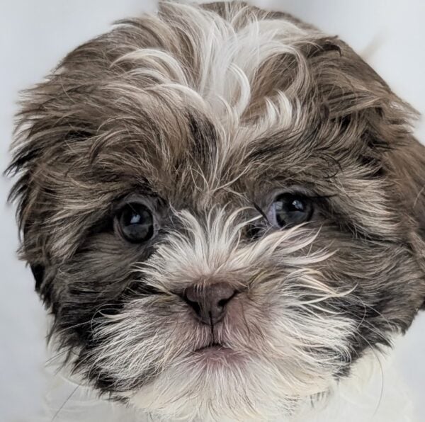 [#253370-06]  - Brown / White F Havatzu Puppies For Sale