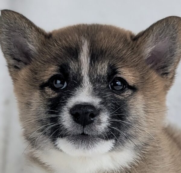 [#253283-08]  - Red Sesame F Shiba Inu Puppies For Sale