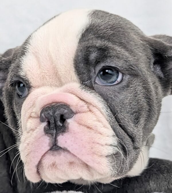 [#253340-04]  - Blue / White F Boston Bulldog Puppies For Sale