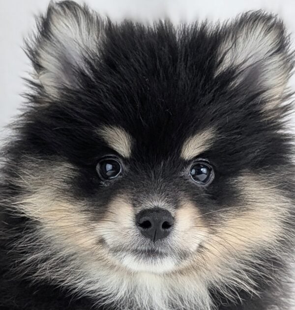 [#253449-04]  - Black / White F Pomsky 2nd Gen Puppies For Sale