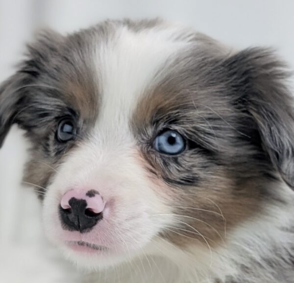[#253446-03]  - Blue Merle M Miniature Australian Shepherd Puppies For Sale