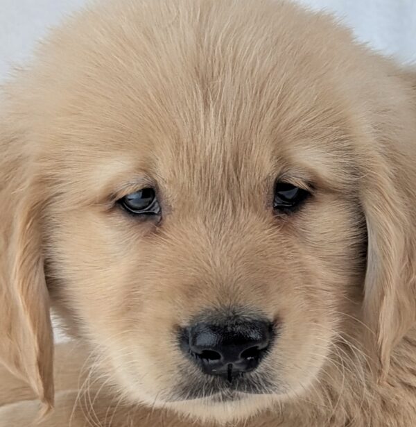 [#253605-07]  - Light Golden M Golden Retriever Puppies For Sale