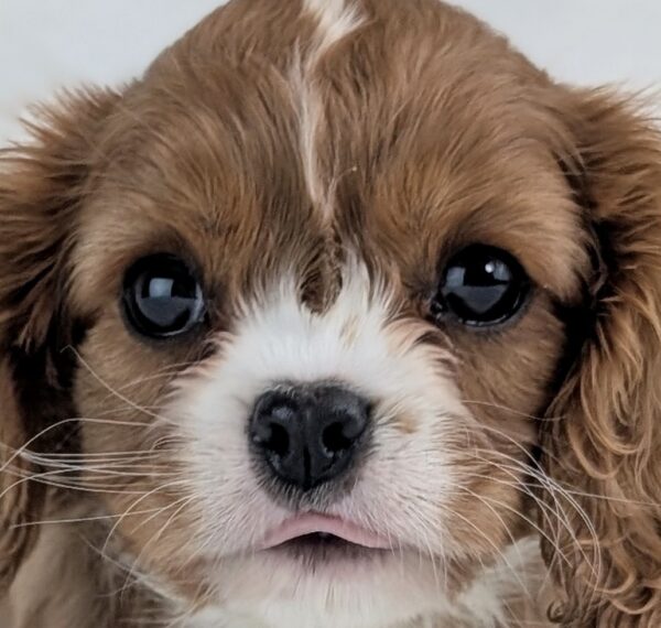 [#253493-04]  - Blenheim F Cavalier King Charles Spaniel Puppies For Sale