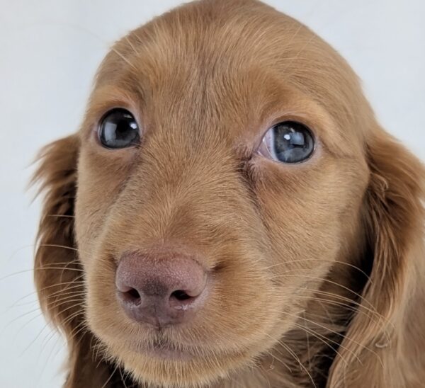 [#253532-01]  - Red M Dachshund Puppies For Sale