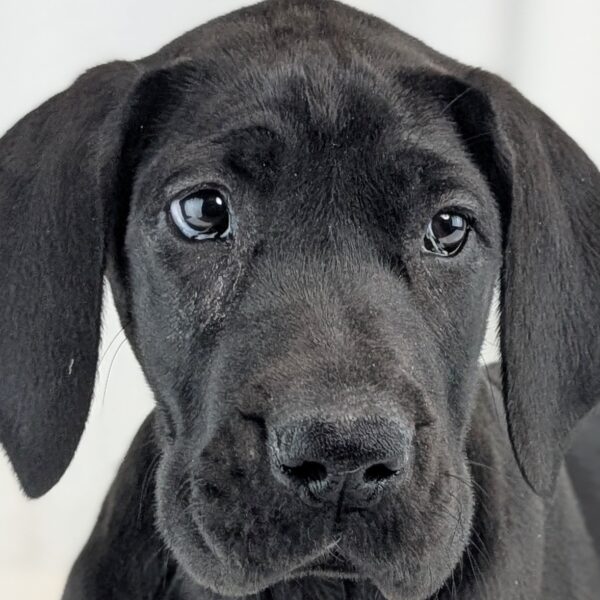 [#253555-03]  - Black F Great Dane Puppies For Sale