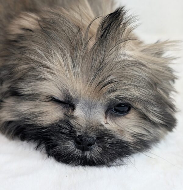 [#253367-06]  - Wolf Sable M Shiranian Puppies For Sale