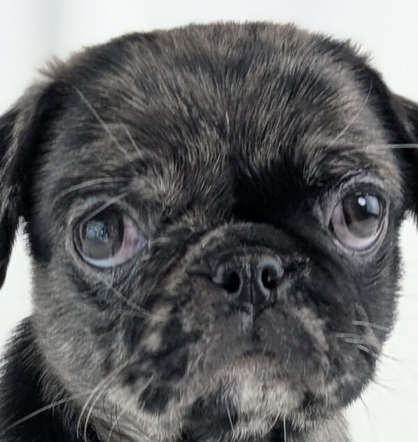 [#253492-06]  - Blue Merle F Pug Puppies For Sale