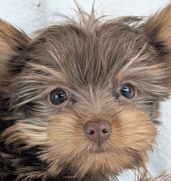 [#2618-04]  - Chocolate F Yorkshire Terrier Puppies For Sale
