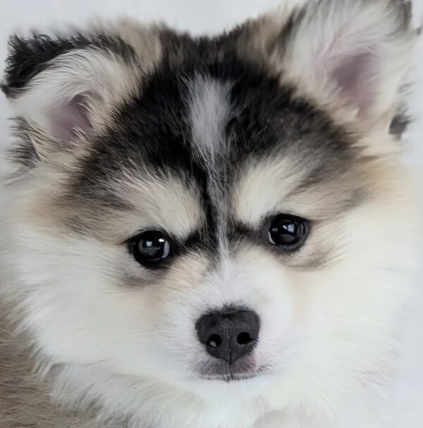[#253393-01]  - Black Sable M Pomsky Puppies For Sale