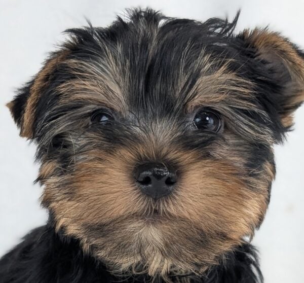 [#253349-02]  - Black / Tan M Yorkshire Terrier Puppies For Sale