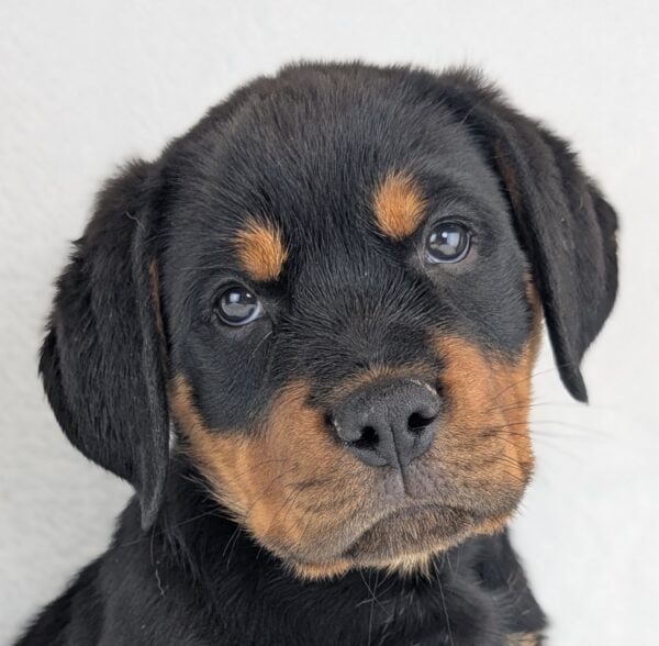 [#253623-03]  - Black / Tan M Rottweiler Puppies For Sale