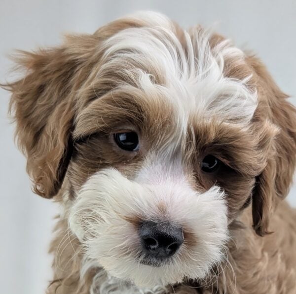 [#253690-10]  - Red / White F Goldendoodle Mini 2nd Gen Puppies For Sale