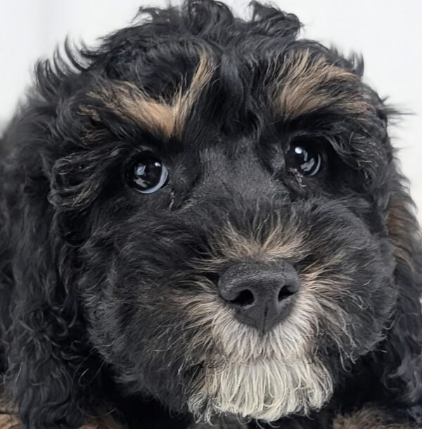 [#253691-06]  - Black M Goldendoodle Mini 2nd Gen Puppies For Sale