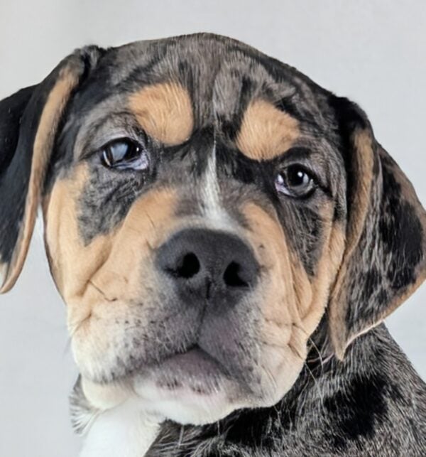 [#253212-05]  - Blue Merle / Tan M Beabull 2nd Gen Puppies For Sale