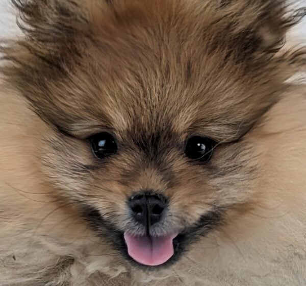 [#253440-02]  - Orange Sable F Pomeranian Puppies For Sale