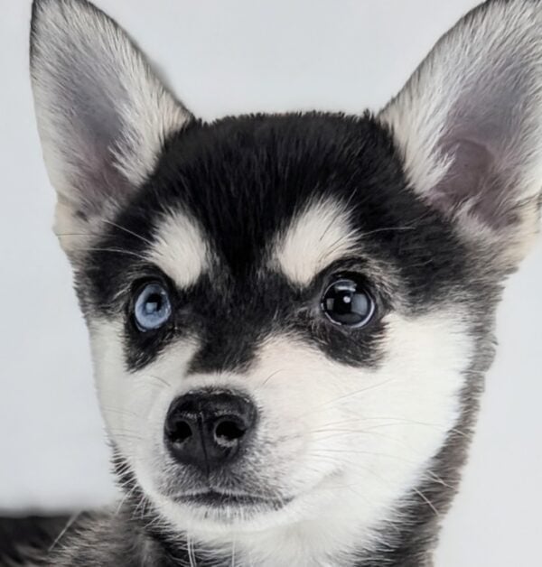 [#253401-02]  - Black / Silver M Alaskan Klee Kai Puppies For Sale
