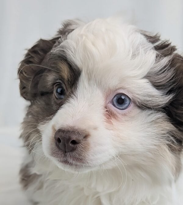[#253315-03]  - Red F Miniature Australian Shepherd Puppies For Sale