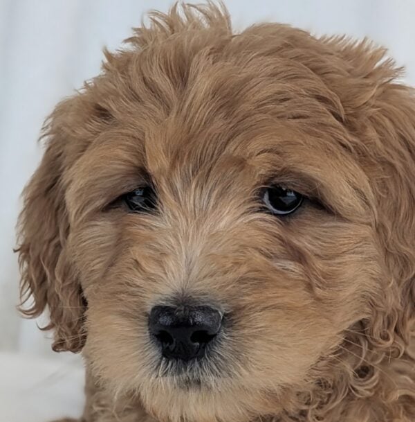 [#2625-04]  - Red M Goldendoodle Puppies For Sale