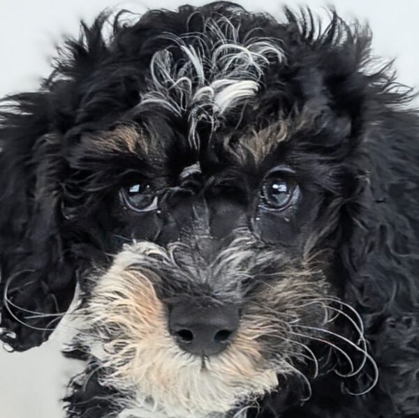 [#253625-01]  - Black M Bernedoodle Mini 2nd Gen Puppies For Sale