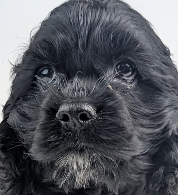 [#253556-02]  - Black M Cocker Spaniel Puppies For Sale