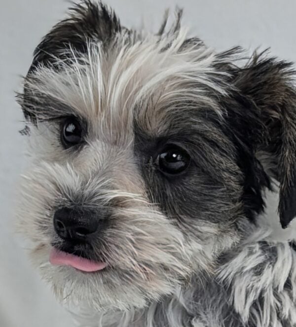 [#253576-04]  - Black / White F Yorkie/Schnauzer Puppies For Sale
