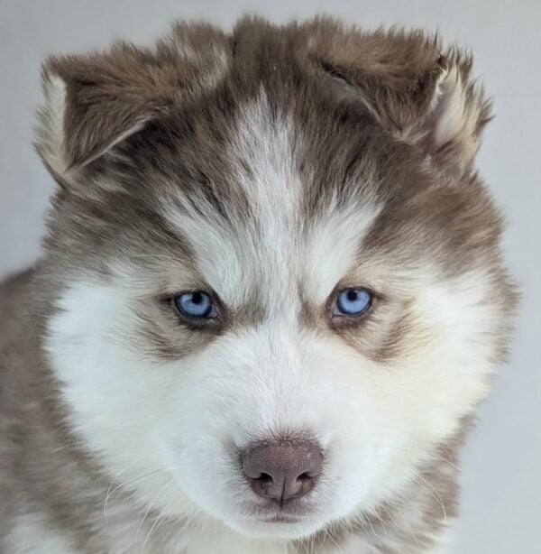 [#253661-03]  - Red / White F Siberian Husky Puppies For Sale