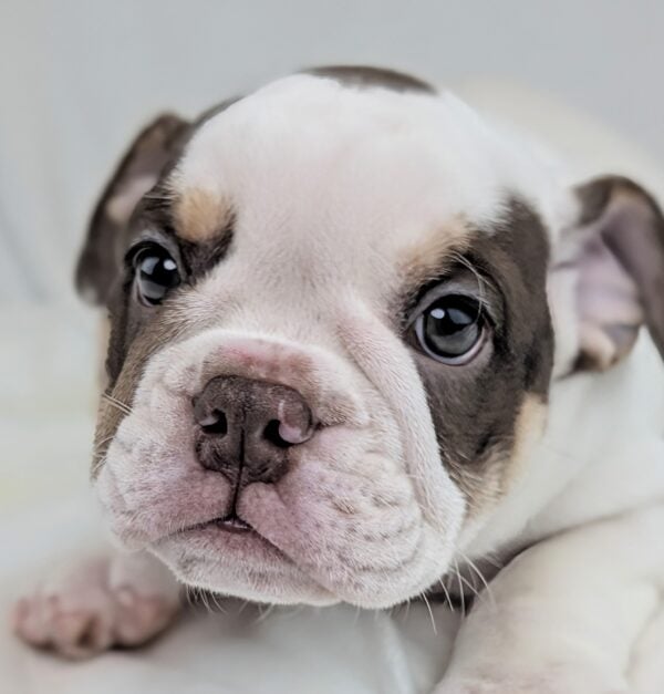 [#26202-03]  - White / Chocolate F Victorian Bulldog Puppies For Sale