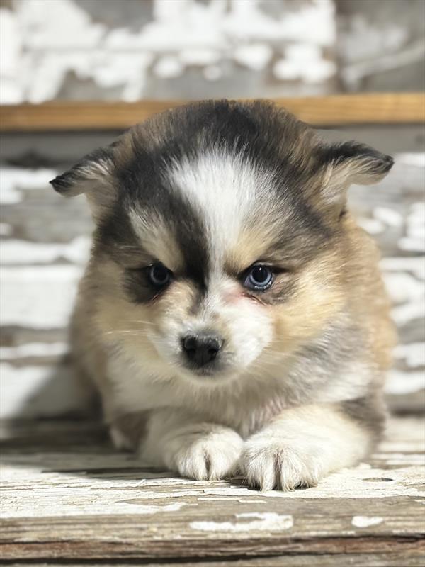 [#253518-05]  - Black Sable F Pomsky Puppies For Sale