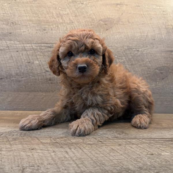 [#253566-06]  - Red F Poodle Puppies For Sale