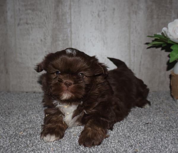 [#253755-02]  - Chocolate / White M Shih Tzu Puppies For Sale
